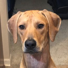 Luna - Rhodesian Ridgeback