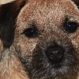 Border Terriers and Labrador Retrievers from Winterwind Labradors and Border Terriers