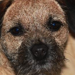 Border Terriers and Labrador Retrievers from Winterwind Labradors and Border Terriers