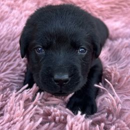 Pink collar - Black female Labrador Retriever puppy in Dayton, Tennessee from Whiskey Mountain Labradors