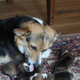 Lark - Pembroke Welsh Corgi