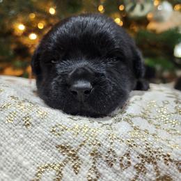 Orange Collar - Black male Labrador Retriever puppy in Yelm, Washington from Prince Labradors