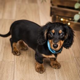 Boy - Black and tan male Dachshund puppy in Winter Haven, Florida from Davidson's Dachshunds