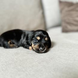 Dachshund Puppies from Doxie View Acres