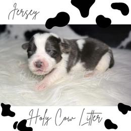 Jersey - Black and white female American Corgi puppy in Greenwood, Indiana from Witch Creek Corgis