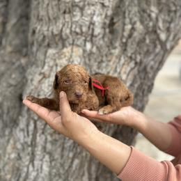 Red collar - Red  male Goldendoodle puppy in Bakersfield, California from Cisneros Goldendoodles