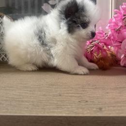 Seven - Blue merle male Pomeranian puppy in Elk Grove, California from Pomni Poms