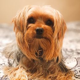 Double Doodles, Goldendoodles, Poodles, Yorkipoos, and Yorkshire Terriers from Edgewater Doodles & Designer Pups