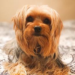 Double Doodles, Goldendoodles, Poodles, Yorkipoos, and Yorkshire Terriers from Edgewater Doodles & Designer Pups