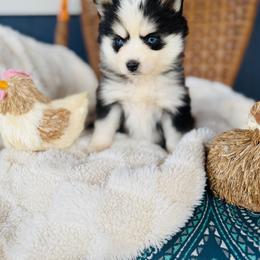 Dorito - Black and white female Pomsky puppy in Yavapai County, Arizona from Pawsh Pomskies