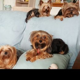 Yorkshire Terriers from Yor keys 2 Love