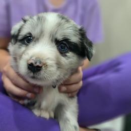 Coon - Blue merle male Miniature Australian Shepherd puppy in Pocahontas, Arkansas from Melissa's Mini Aussies
