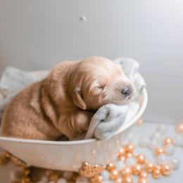 Golden Retriever Puppies from UnrivaledGoldens