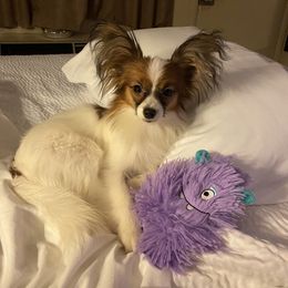Papillon Puppies from Heise Papillons