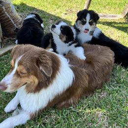 Australian Shepherd Puppies from Emerald Mists Australian Shepherds