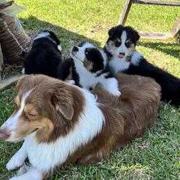 Australian Shepherd Puppies from Emerald Mists Australian Shepherds
