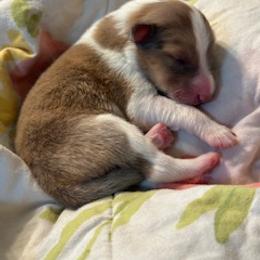 Girl 1 - female Scottish Collie puppy in Newcastle, Wyoming from Sundance Scottish-Colleys
