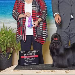 Shih Tzus from Manuel Estevez