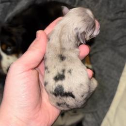 Flurry - Blue merle female Miniature Australian Shepherd puppy in Weatherford, Texas from F & T Aussies