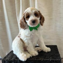 Surf - Green Collar Male - Parti male Goldendoodle puppy in Bradenton, Florida from Suncoast Goldendoodles