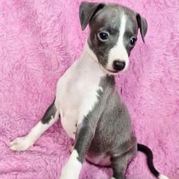 Full Of Grace - White and blue female Italian Greyhound puppy in Cadwell, Georgia from All The DoDa Day Italian Greyhounds