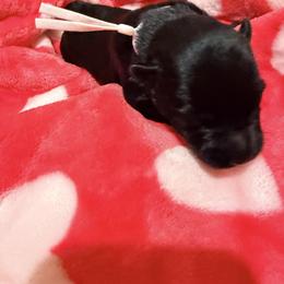 RC - Black male Scottish Terrier puppy in Bristol, Virginia from Schrute Farms Canine Clan