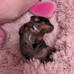 Mia - Dapple female Dachshund puppy in Port Charlotte, Florida from Belinda's little darlings dachshunds