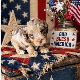 Boy 2, Wrigley - Merle male Bernedoodle puppy in Delphos, Ohio from Route 66 Poodles & Doodles, Sapphire Shih-tzu's of Ohio