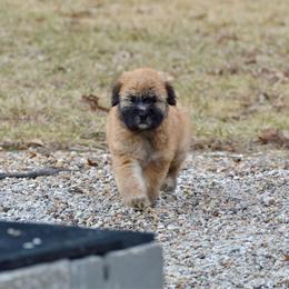 Rita - Wheaten female Soft Coated Wheaten Terrier puppy in Kirksville, Missouri from BellSharps Australian Shepherds