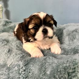 Cuddles - Tricolor male Shih Tzu puppy in Hawthorne, Florida from Simply Southern Shihtzus