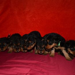 Welsh Terrier puppies from Shady Oaks WFT