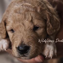 Goldendoodle Puppies from Wildflower Doodles