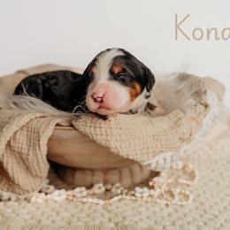 Kona - Tri-color female Bernedoodle puppy in Grants Pass, Oregon from Royal Empire Bernedoodles
