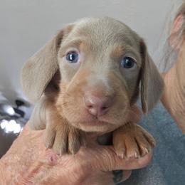 Moe - Fawn (Isabella) male Dachshund puppy in Sarasota County, Florida from Donna's Mini Joys
