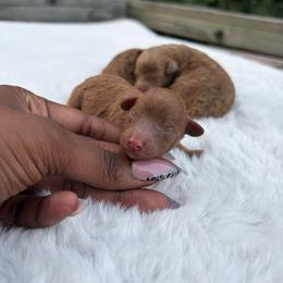 Nutmeg - Red  male Poodle puppy in Garner, North Carolina from House of Paws Heritage Nursery LLC.