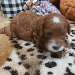 Pekingese, Poodle, and Shih Tzu Puppies from Happy puppies