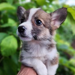 Fox - Sable male Pembroke Welsh Corgi puppy in Sidney, Ohio from Cozy Corgi Ranch