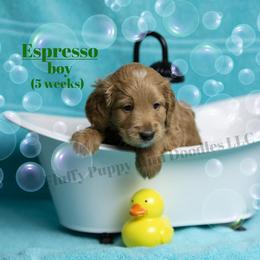 Espresso  GREEN COLLAR  Boy 3500 - Red  male Goldendoodle puppy in Corona, California from Fluffy Puppy Mini Doodles LLC