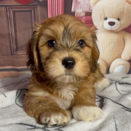 Calvin - Red sable male Havanese puppy in Clermont, Florida from Country Sweet Havanese and Creative Coaching