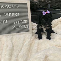 Cavapoo, Cockapoo, Goldendoodle, and Maltipoo Puppies from Perdue Puppies