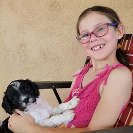 Cavapoo Puppies from Southwest Cavapoos