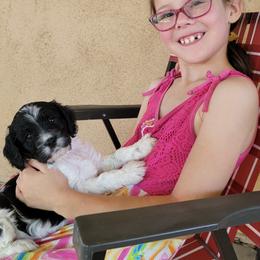 Cavapoo Puppies from Southwest Cavapoos
