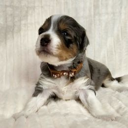Aussiedoodle Puppies from Parrish Precious Ones