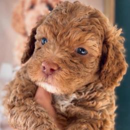 Oakley - Cream male Goldendoodle puppy in Millville, California from Hope Lane Kennels