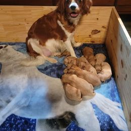 Cavapoo Puppies from Jessie's Puppies