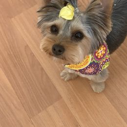 Yorkshire Terrier Puppies from Jackie Jenny’s Precious Yorkies