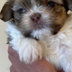 Mi-Kis from Creme De La Creme Mi-Ki