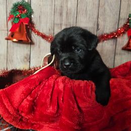 Spud - Black male Labrador Retriever puppy in Louisville, Kentucky from Tsuki Labradors