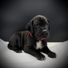 Shenzi - Black female Great Dane puppy in Grand Junction, Colorado from Top Brackett Danes