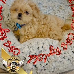 LV - male Shih Tzu puppy in Athens, Georgia from C&E Royal Shih Tzu